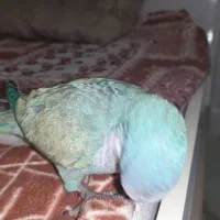 طوطی راهب|پرنده|کرج, محمد آباد|دیوار