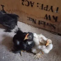 ۳ عدد جوجه کوشین