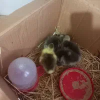 چهار عدد جوجه قو غاز