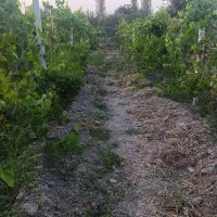 باغچه الوان چنقرالوی پل