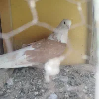 شازده زرد|پرنده|مبارکه, |دیوار