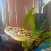 ماهی  (پافر)