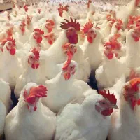 فروش تکی و عمده مرغ تخم گذار سفید جوان بشرط وخروس