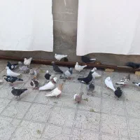 کبوتر دونه ۳۰۰