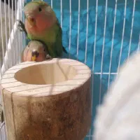 طوطی برزیلی