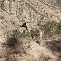 سگ المان بسیار حرفی حرف گوش کن|سگ|گلی داغ, |دیوار