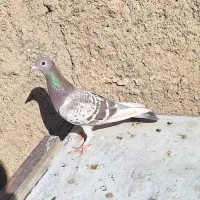 سرکه ایی ماده خطی