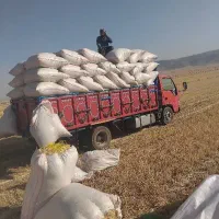 کاه خورد و سفید دیم گوسفندی|لوازم جانبی حیوانات|اندیمشک, |دیوار