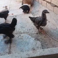 جوجه لاری