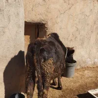 گاو ابستن|حیوانات مزرعه|آبگرم, |دیوار