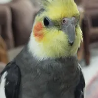 عروس هلندی گمشده(اسمش کاکُل)