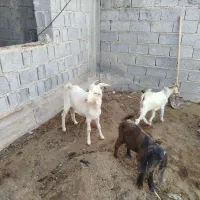 کهره نره|حیوانات مزرعه|برازجان, |دیوار