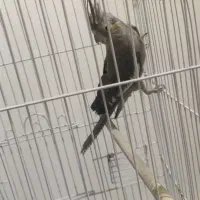 عروس هلندی ماده|پرنده|دوگنبدان, |دیوار