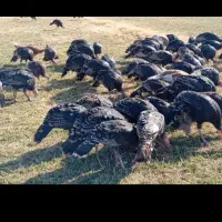 بوقلمون|حیوانات مزرعه|شیراز, حومه شیراز|دیوار