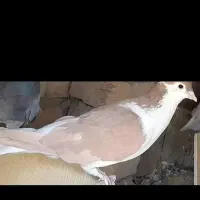 کبوتر|پرنده|گلپایگان, |دیوار