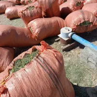 یونجه خوردشده تحویل دامداری