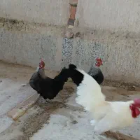 مرغ وخروس مینیاتوری
