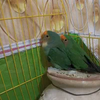 سراوان|پرنده|سیب و سوران, |دیوار