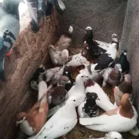 کفترعکس 4 جفت 1000پرشی بیرونی|پرنده|سبزوار, زینبیه|دیوار