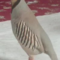 پرنده درشت کردستان