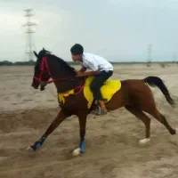 سلام اسب عرب سالم سرحال هست