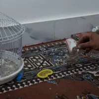 سهره قناری