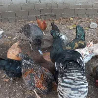 مرغ محلی درشت|حیوانات مزرعه|آستارا, |دیوار