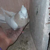 جوفتش باهم ۱۲۰۰ معاوضه هم دارم