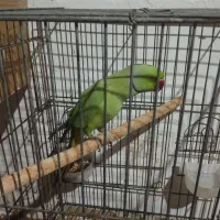 طوطی ملنگو سخنگو و رقاص