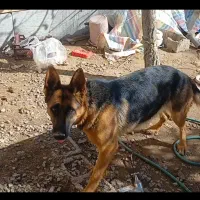 سگ ژرمن|سگ|شهر بابک, |دیوار