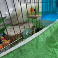 عروس هلندی لوتینو|پرنده|فردیس, شهرک وحدت|دیوار