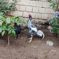 خروس|حیوانات مزرعه|مشگین شهر, |دیوار