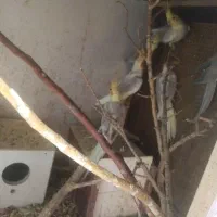 پرنده عروس هلندی جفت معامله با قناری