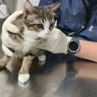 دامپزشک تخصصی حیوانات خانگی ویزیت در منزل/سیار