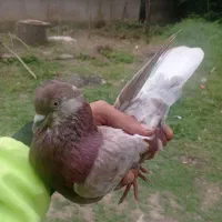 چند تا کبوتر