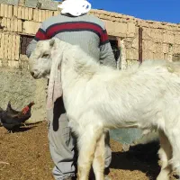 کل پاکستانی نژاد گلابی