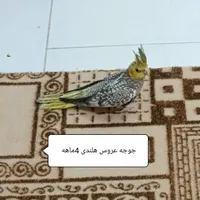 فروش پرندگان زینتی خانگی|پرنده|یزد, |دیوار