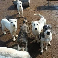 سگ گله