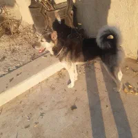 یک سگ گرگی خوشگل خوش قواره|سگ|جاجرود, |دیوار