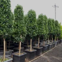 مهندسی و مشاوره باغ هرس کودهی سم درختکاری گل کاری|خدمات باغبانی و درختکاری|کازرون, |دیوار