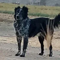 سگ گله فروشی