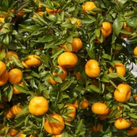میوه هات میریزه و ترک میخوره و کوچیک میمونن