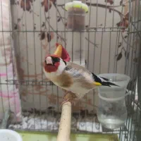 سهره نر بخون جوجه قفس