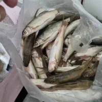 ماهی انجک چهانیمه