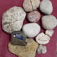 گونه های فلورسانسی و گوهر چراغ شب.