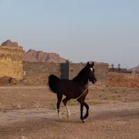 اسب|اسب و تجهیزات اسب‌سواری|اصفهان, گیان|دیوار