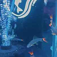 شارک رمبو دم قرمز . گیاه طبیعی