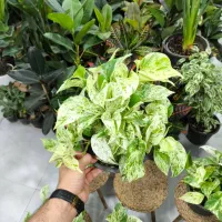 پتوس مرمری|گل و گیاه طبیعی|بندرعباس, |دیوار