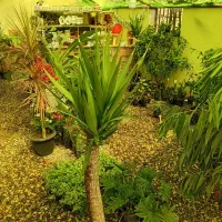 انواع گل و گیاه آپارتمانی و آبنما و...|گل و گیاه طبیعی|کرمان, |دیوار