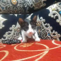 گربه|گربه|اهواز, کمپلو جنوبی|دیوار